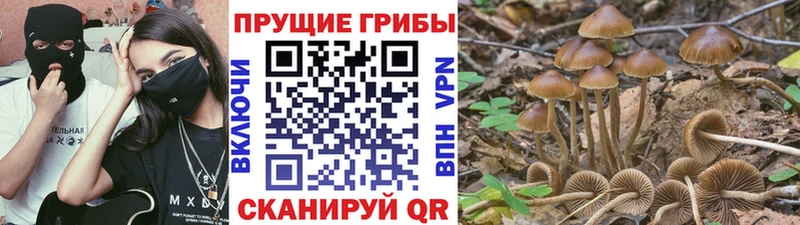 Псилоцибиновые грибы Psilocybe  Калачинск 